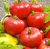 Tomatoes Fountik F1