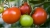 Tomatoes Yamal