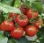 Tomatoes Jaroslavna F1