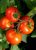 Tomatoes Volgograd 595