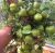 Tomatoes Hybrid-2 Tarasenko Pink
