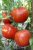 Tomatoes Prizewinner