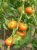 Tomatoes Giant lemon