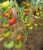 Tomatoes Wild Rose