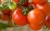 Tomatoes Gospodar