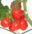 Tomatoes Baskakov