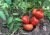 Tomatoes Pelagia