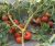 Tomatoes Polbig F1