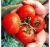 Tomatoes Polar