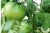 Tomatoes Thick cheeks