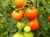 Tomatoes Troika