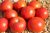 Tomatoes Wave F1