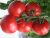 Tomatoes Opera F1
