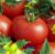 Tomatoes Spring F1