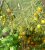 Tomatoes Cherry yellow