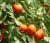 Tomatoes Vologda F1