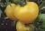 Tomatoes Yellow ball