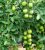 Tomatoes Instinct F1