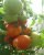 Tomatoes Lyme F1