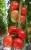 Tomatoes Mithridates F1