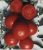 Tomatoes Primula