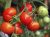 Tomatoes Spartacus