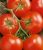 Tomatoes Isabelle