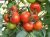 Tomatoes Tselsus F1