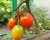 Tomatoes Ronco F1
