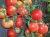Tomatoes Princess F1