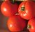 Tomatoes Gourmet