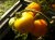 Tomatoes Sancho Panza F1