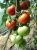 Tomatoes Sweet F1
