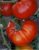 Tomatoes Shuntuksky giant