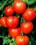 Tomatoes Shustrik F1
