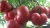 Tomatoes Yaroslav F1