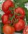 Tomatoes Fortune F1