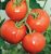 Tomatoes Torzhok F1