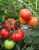 Tomatoes Stozhary F1