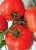 Tomatoes Reflex F1