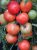 Tomatoes Subarctic