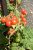 Tomatoes Florida petit