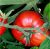 Tomatoes Master Garden F1