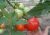 Tomatoes Peremoga