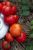 Tomatoes Polar explorer