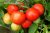 Tomatoes Present F1