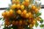 Tomatoes Sugar Plum Yellow