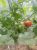 Tomatoes Talalikhin