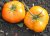 Tomatoes Yellow Giant