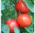 Tomatoes Ildiko F1